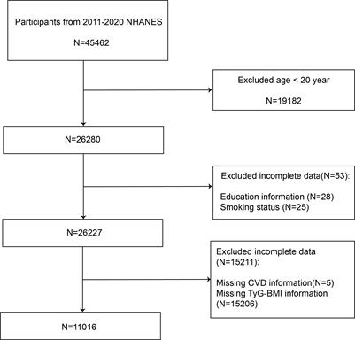 Association between triglyceride glucose body mass index and cardiovascular disease in adults: evidence from NHANES 2011- 2020